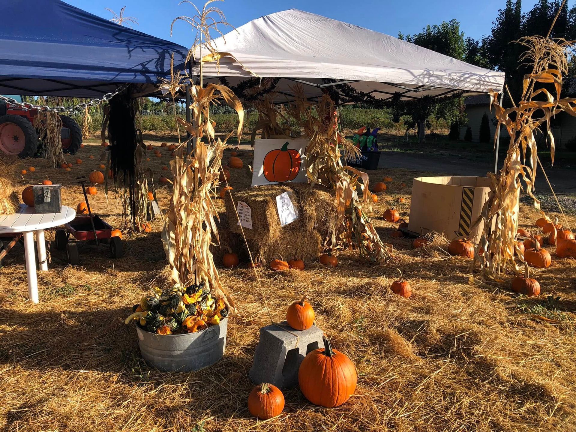 Fall pumpkin display with hay bales, white tents, and autumn decorations outdoors