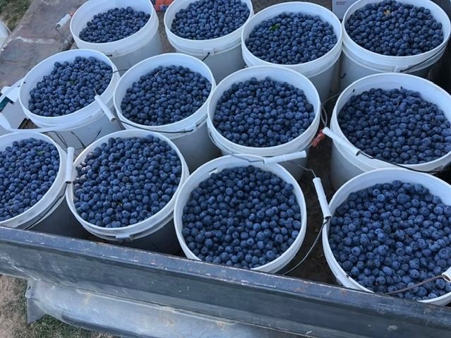 Ripe blueberries on the bush at George Hoffman Farms, Ridgefield WA