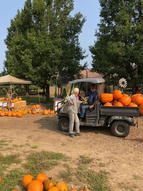 Two people on a utility cart amid pumpkin piles at a pumpkin patch under trees.