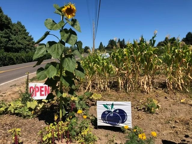 Garden plot with tall sunflower, open sign, and tomato sign beside a cornfield under a blue sky