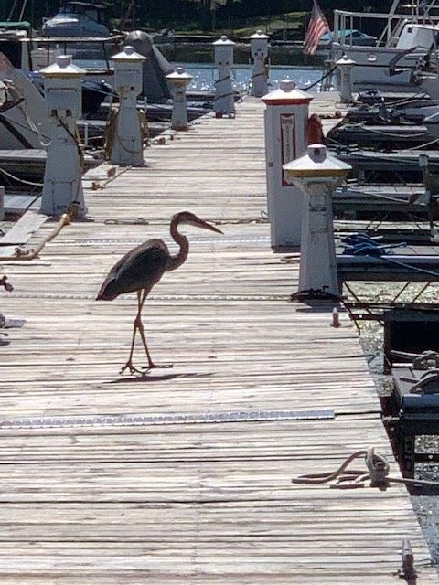 A bird standing on a dock with boats in the background