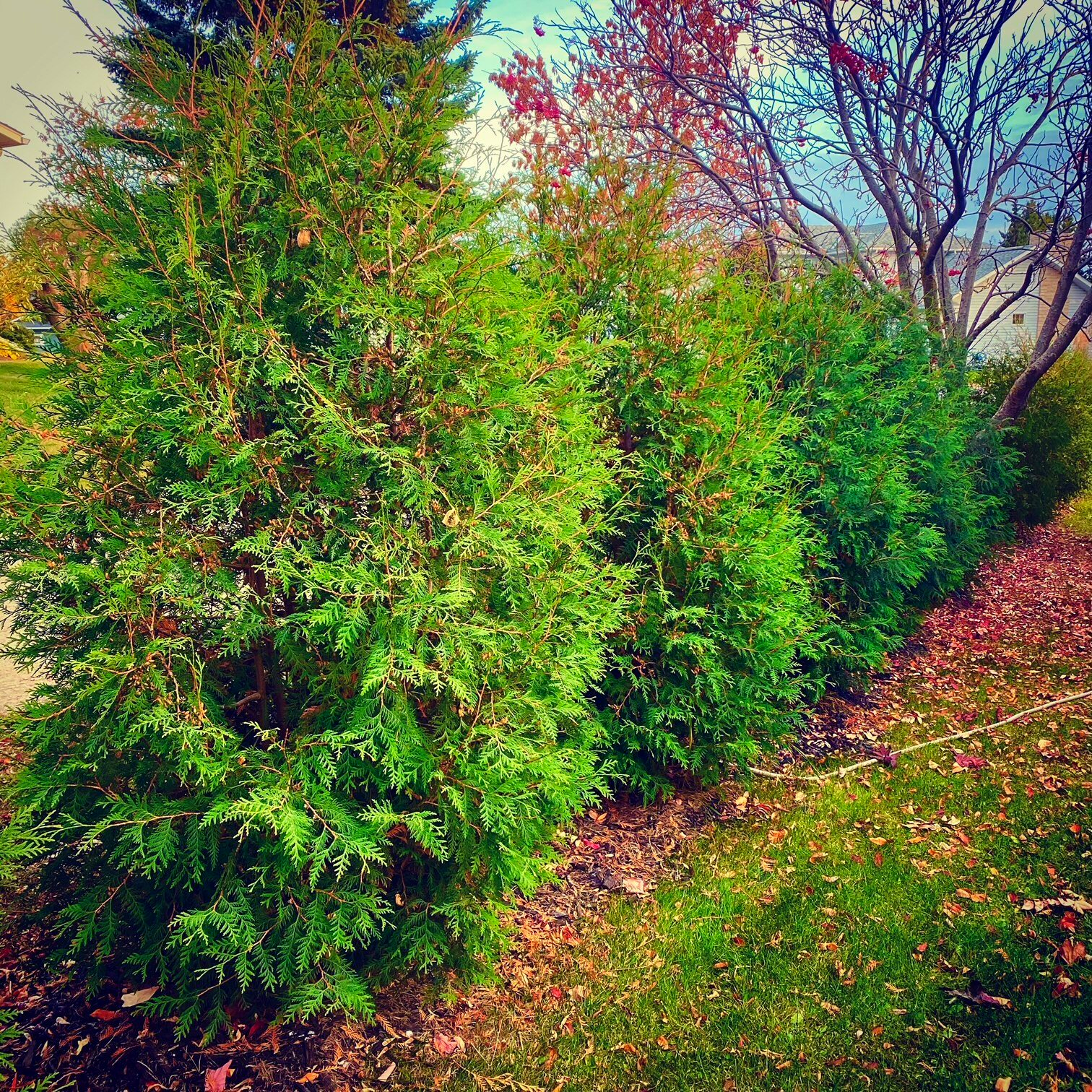 cedar hedge alberta