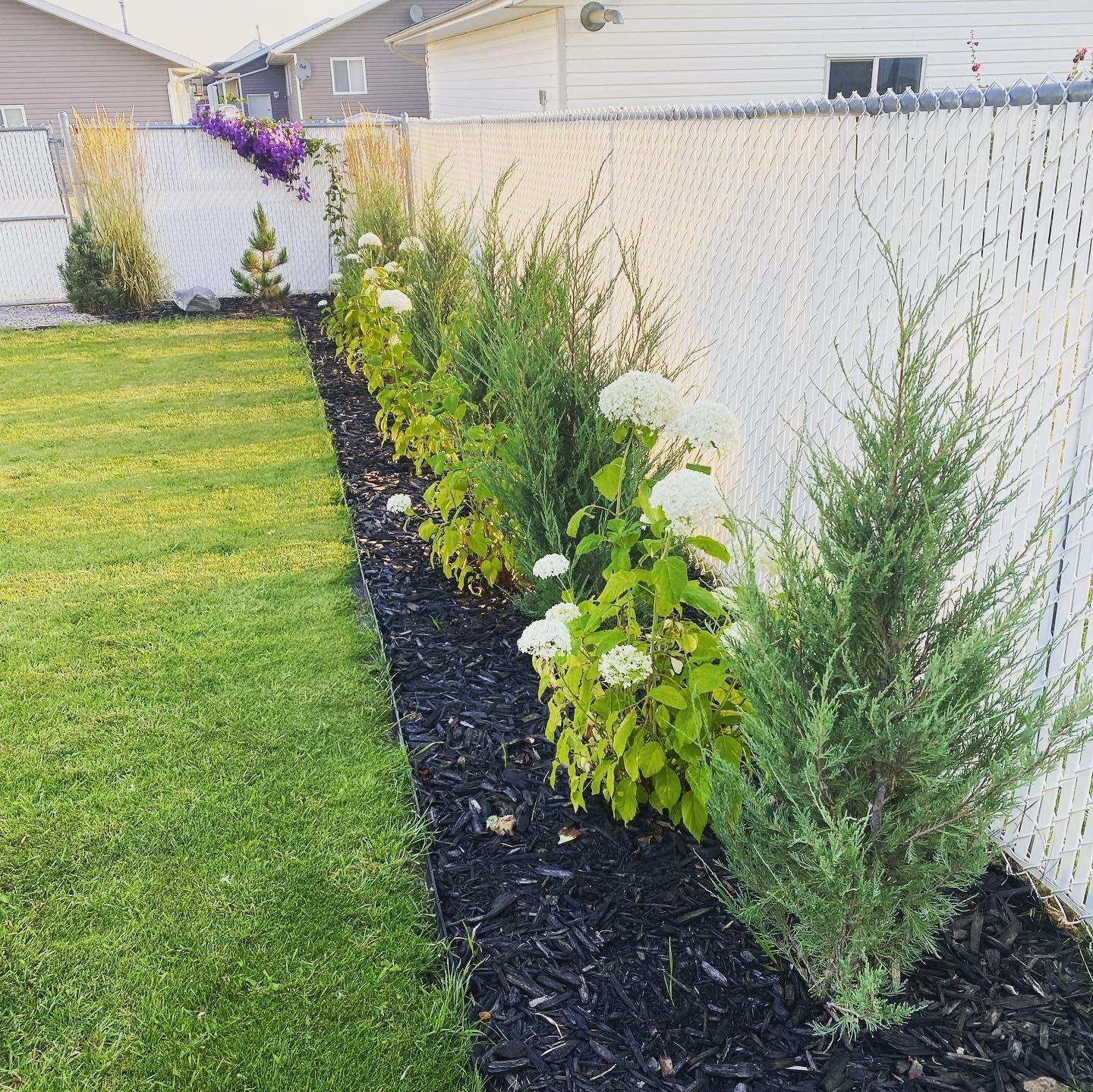 junipers and hydrangea backyard st. paul alberta