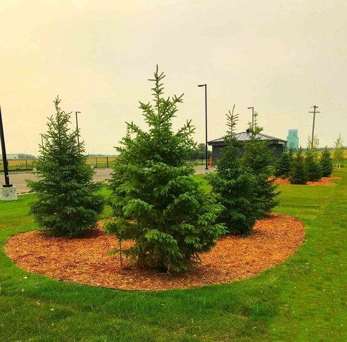 white spruce elk point alberta