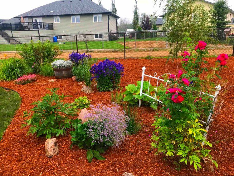 cedar mulch and perennials 