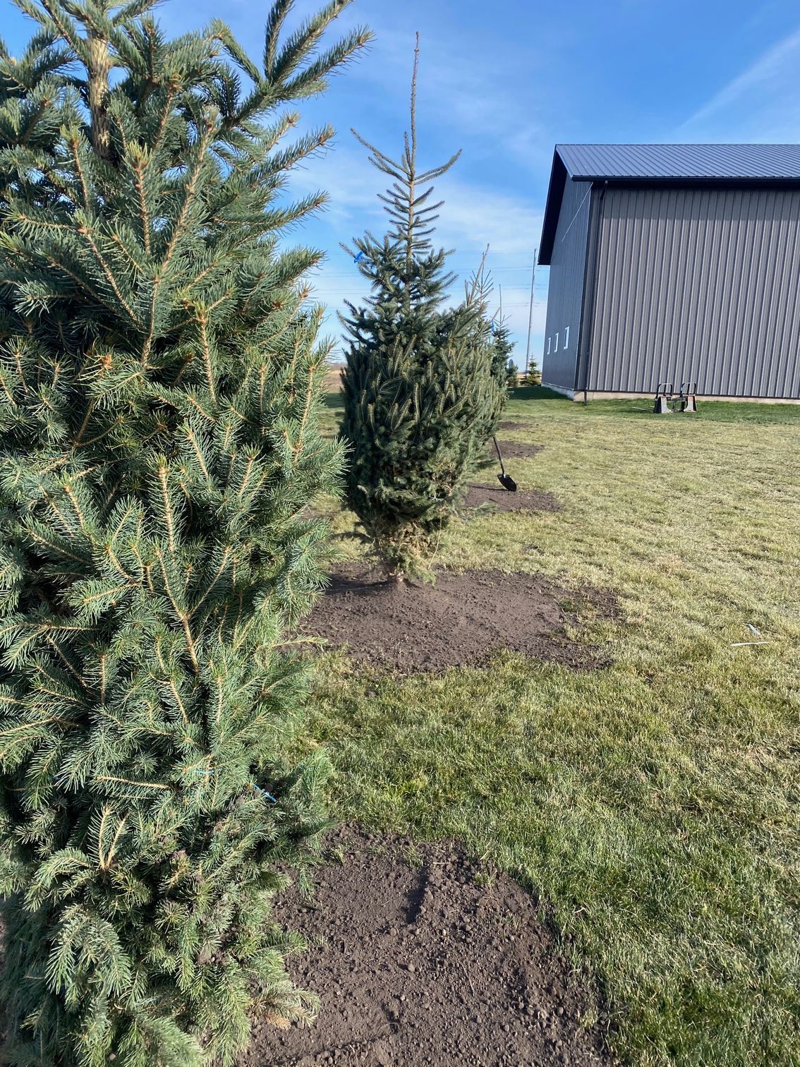 white spruce basketted tree install