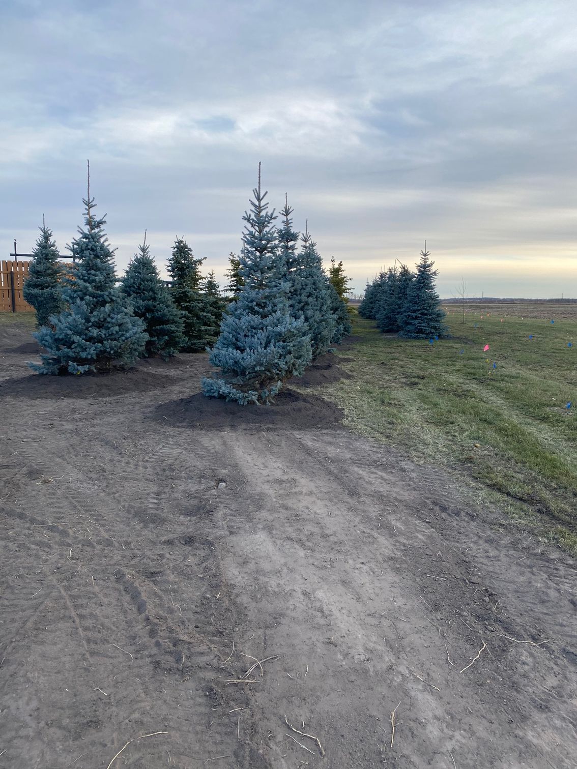 baby blue spruce basketted trees