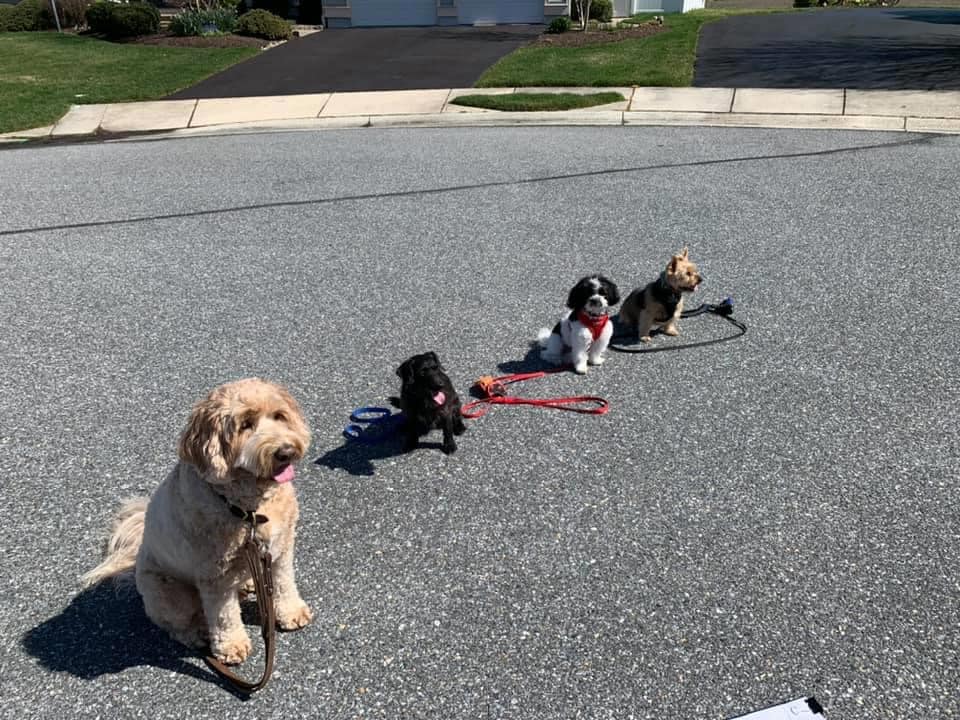 Advanced Obedience Skills Sussex County, DE Mary D's Dog Training
