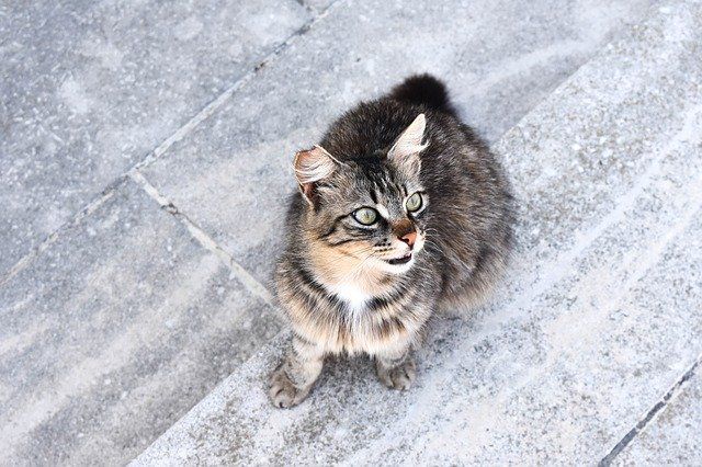 Feral Cat