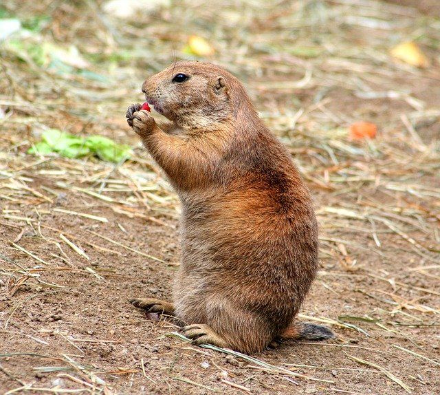 Gopher