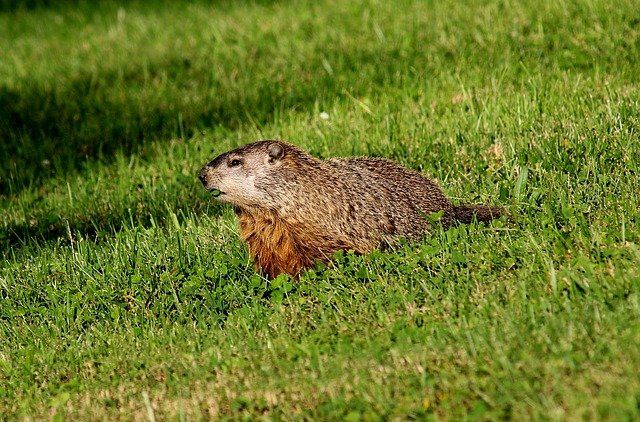 Groundhog