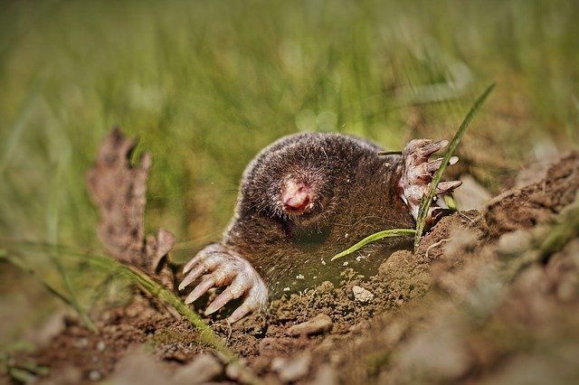 Ground Mole
