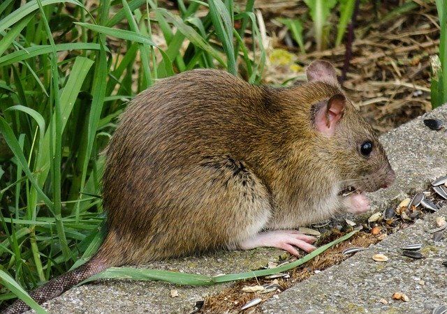 Rat