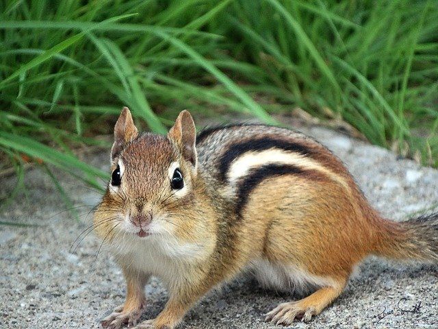 Chipmunk
