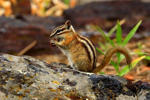 Chipmunk