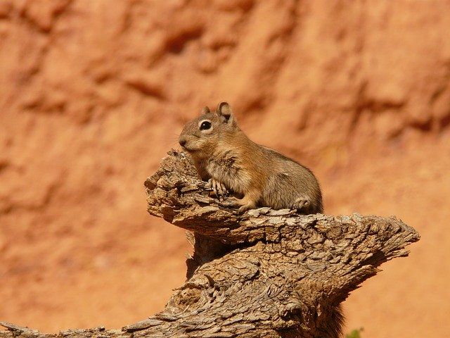 Chipmunk