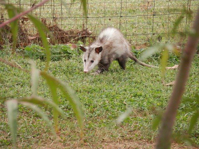 Possum