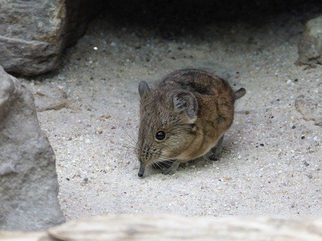 Shrew