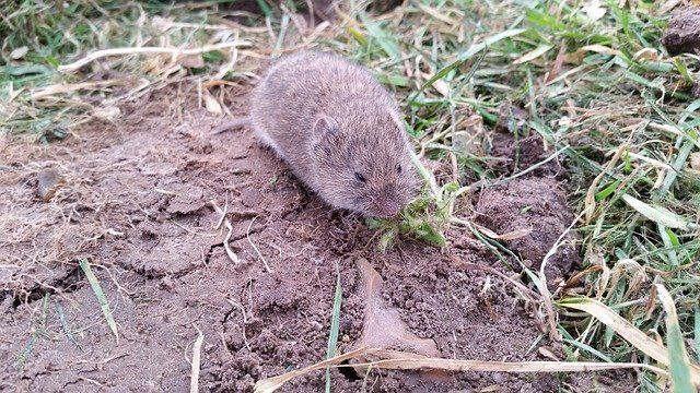 Vole