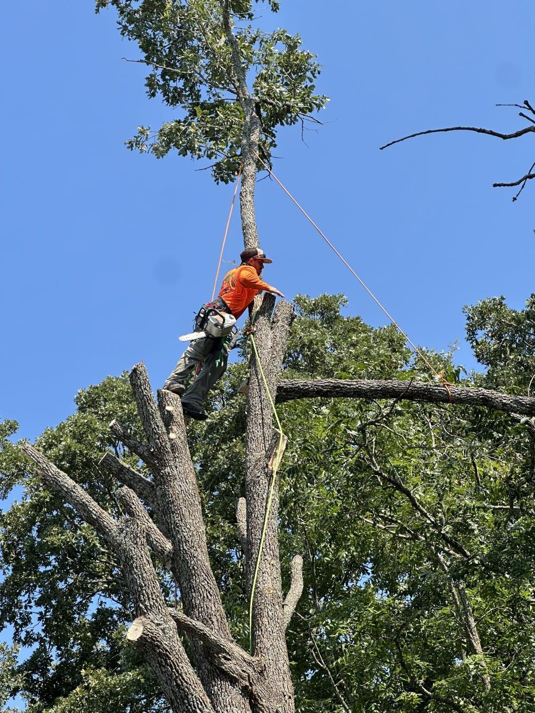 A man is driving a machine that is cutting a tree.