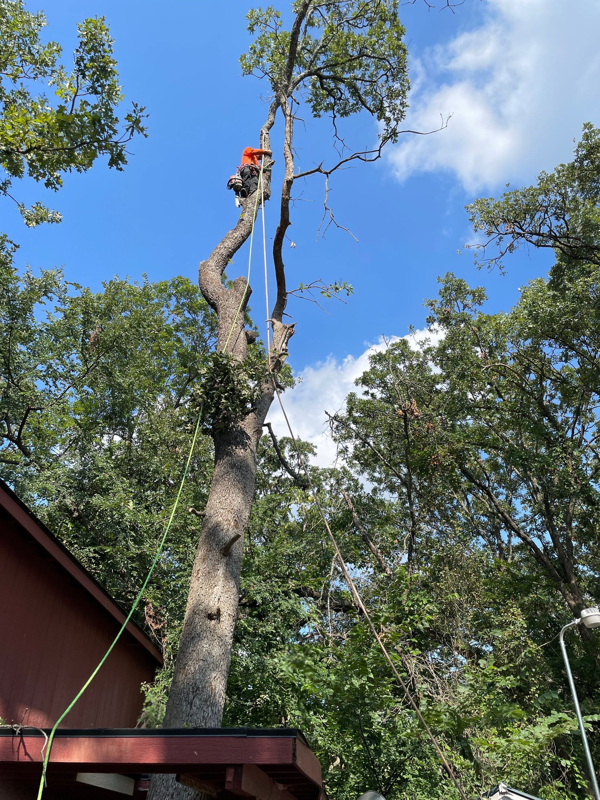 A man is standing on a ladder in a tree.
