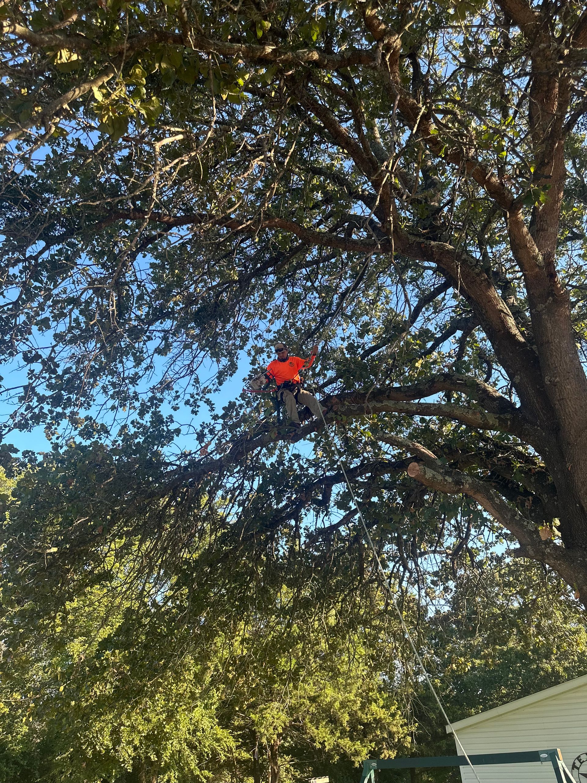 a man in a hard hat walks to the trees cutting in residential urban.