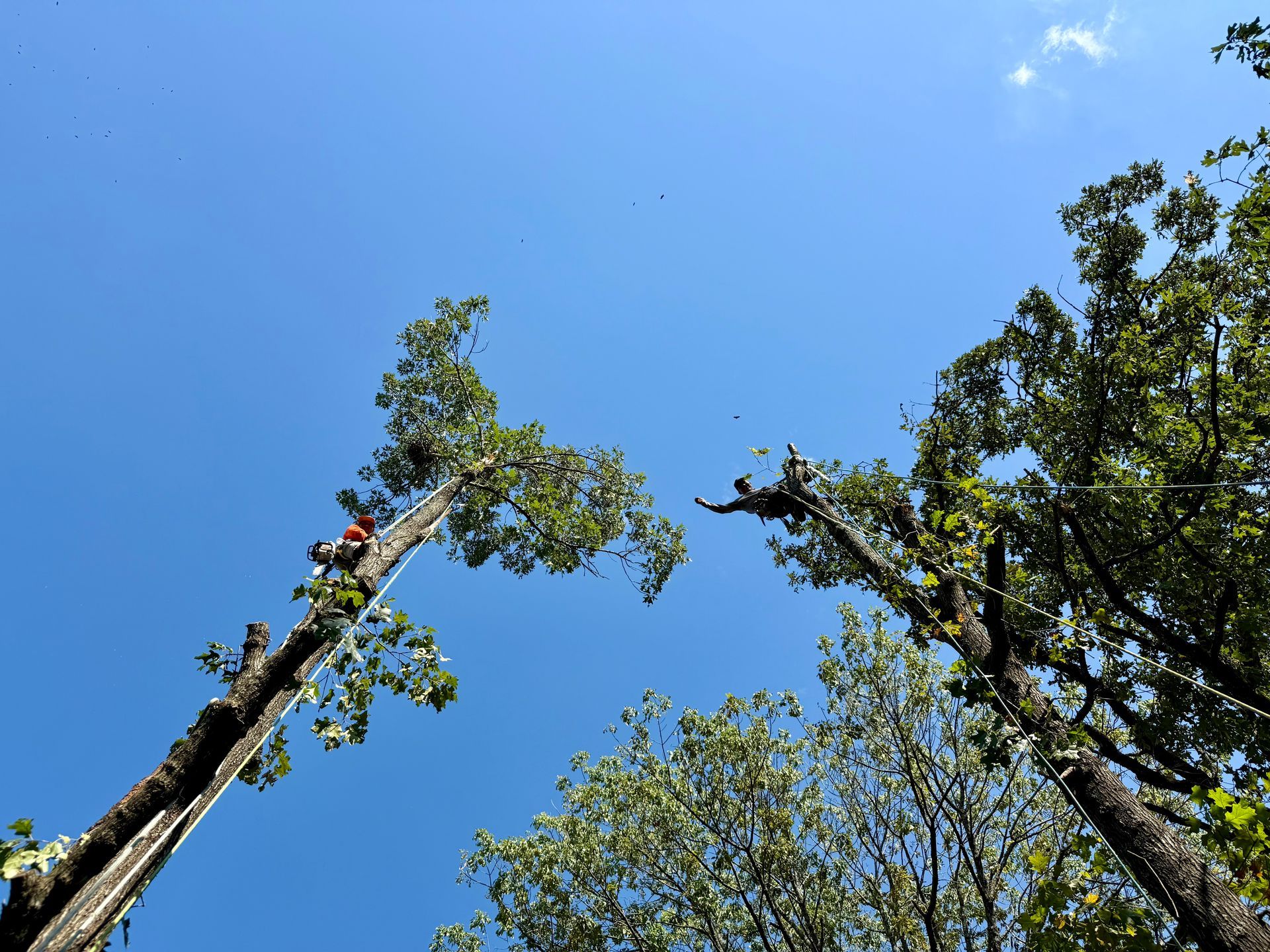 A man is standing on a ladder cutting a tree with a chainsaw.