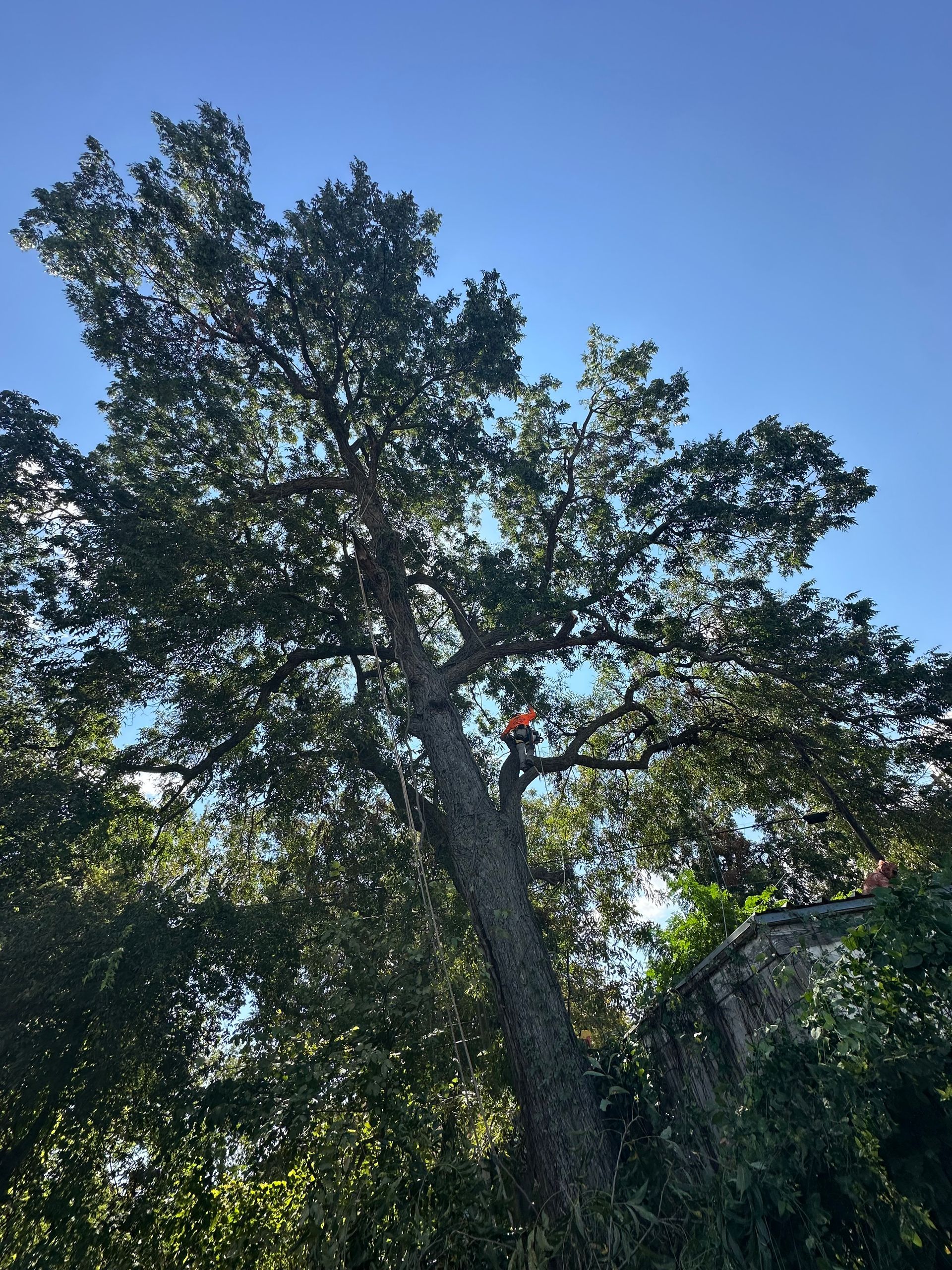A group of men are working on a machine in front of a tree.