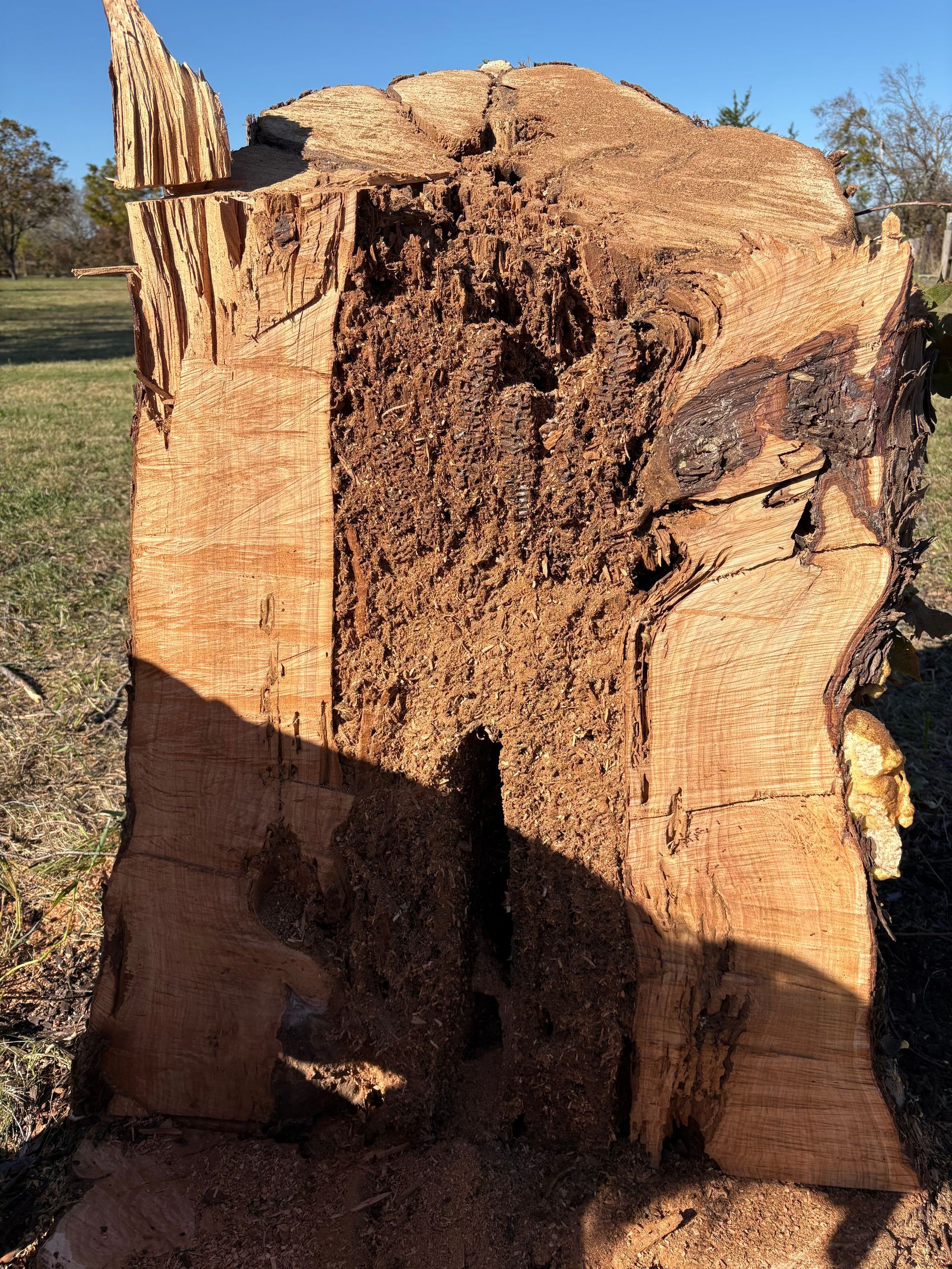 A man is standing on a ladder cutting a tree branch.