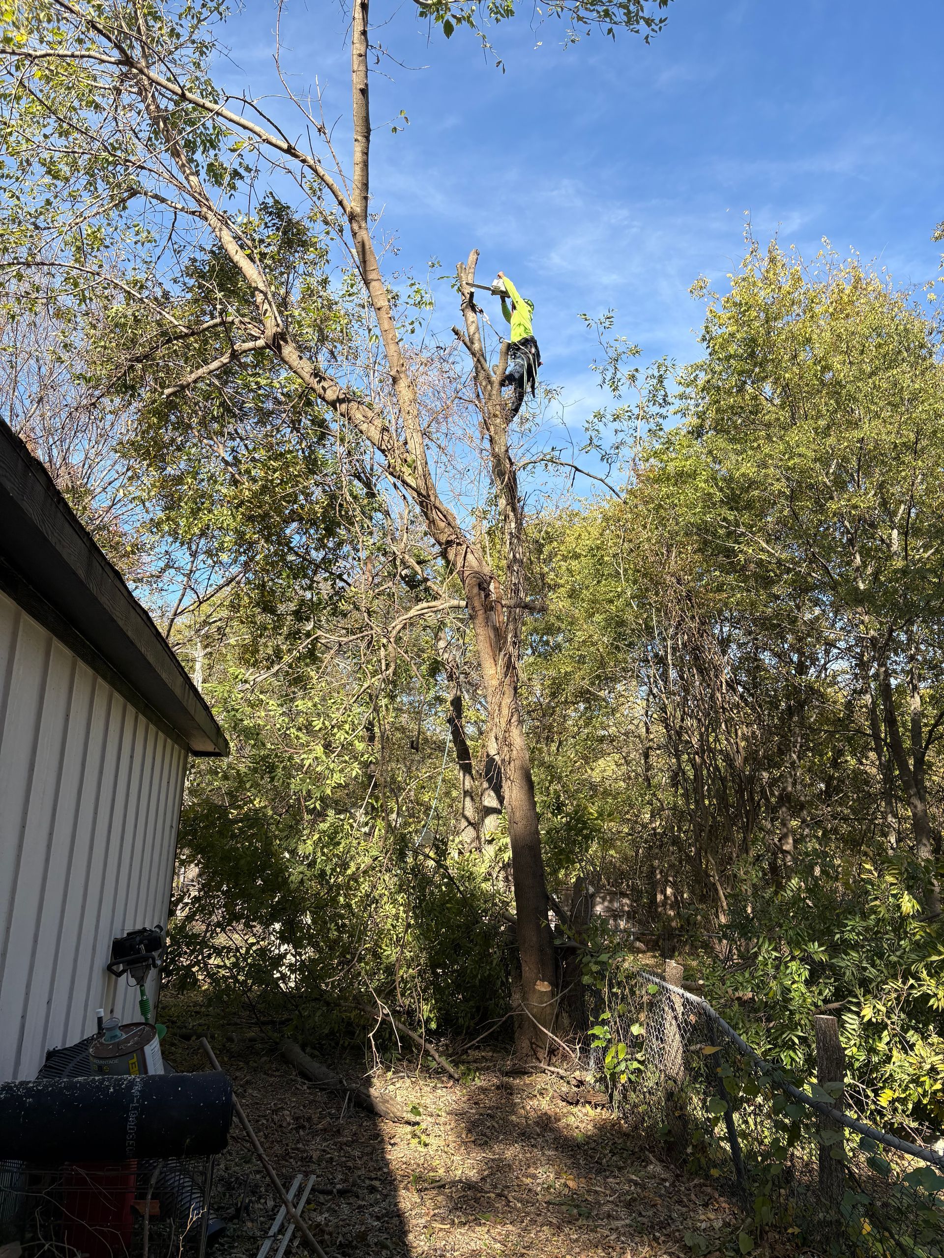 a man in a red plaid shirt is cutting a tree in front of a house