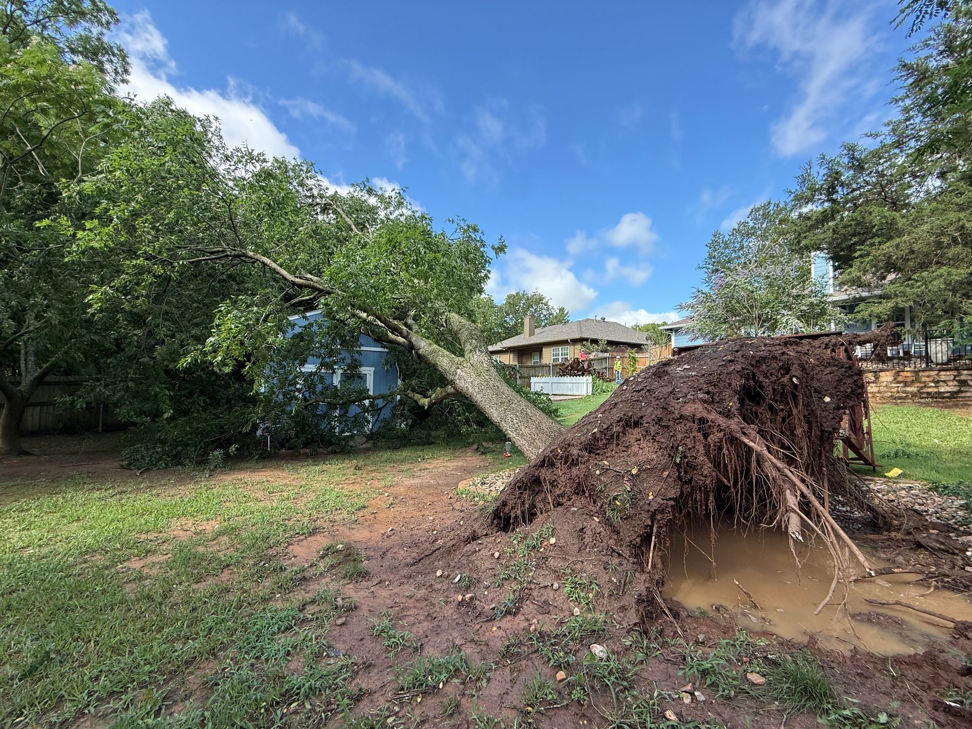 A man is standing on a ladder cutting a tree with a chainsaw.