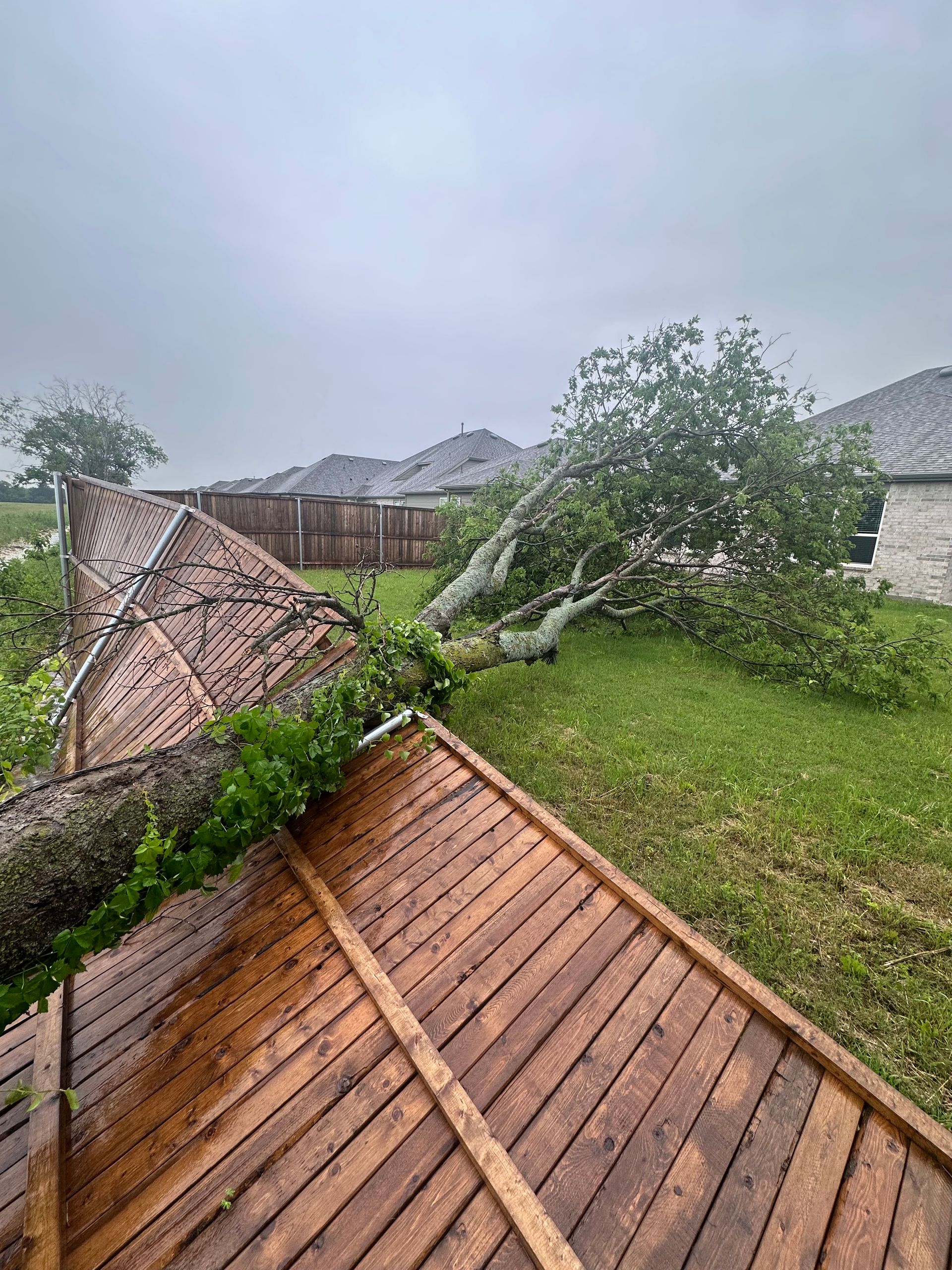 A man is cutting a tree with a chainsaw.