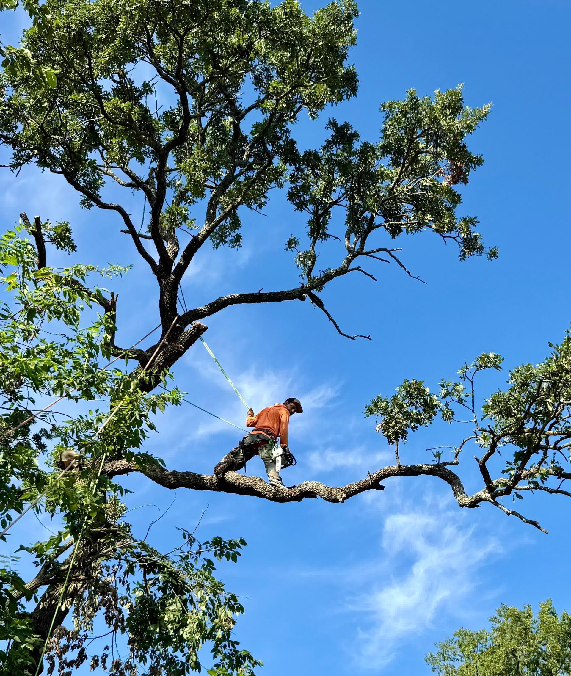 A man is cutting a tree with a chainsaw.