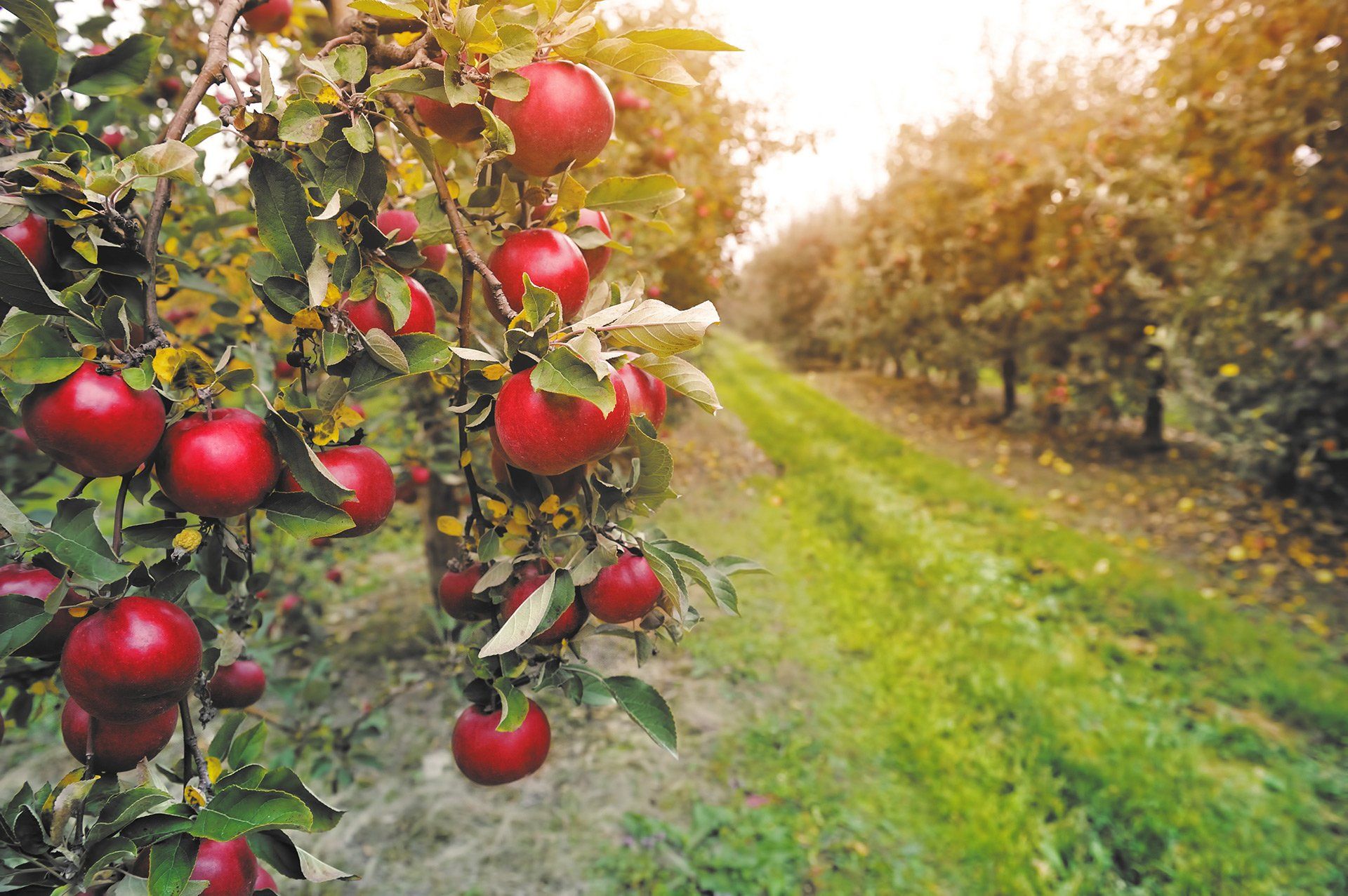 The Best Apple Corers on  – Robb Report