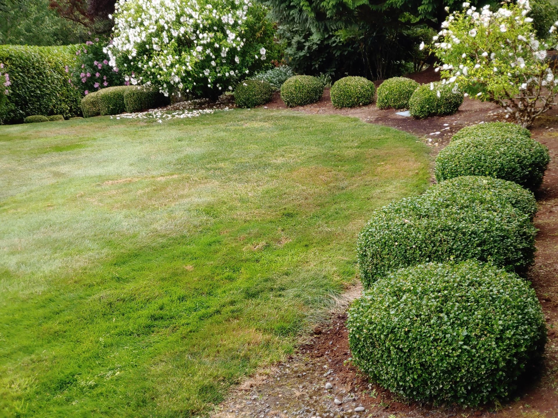 A lush green lawn with a row of bushes in the foreground