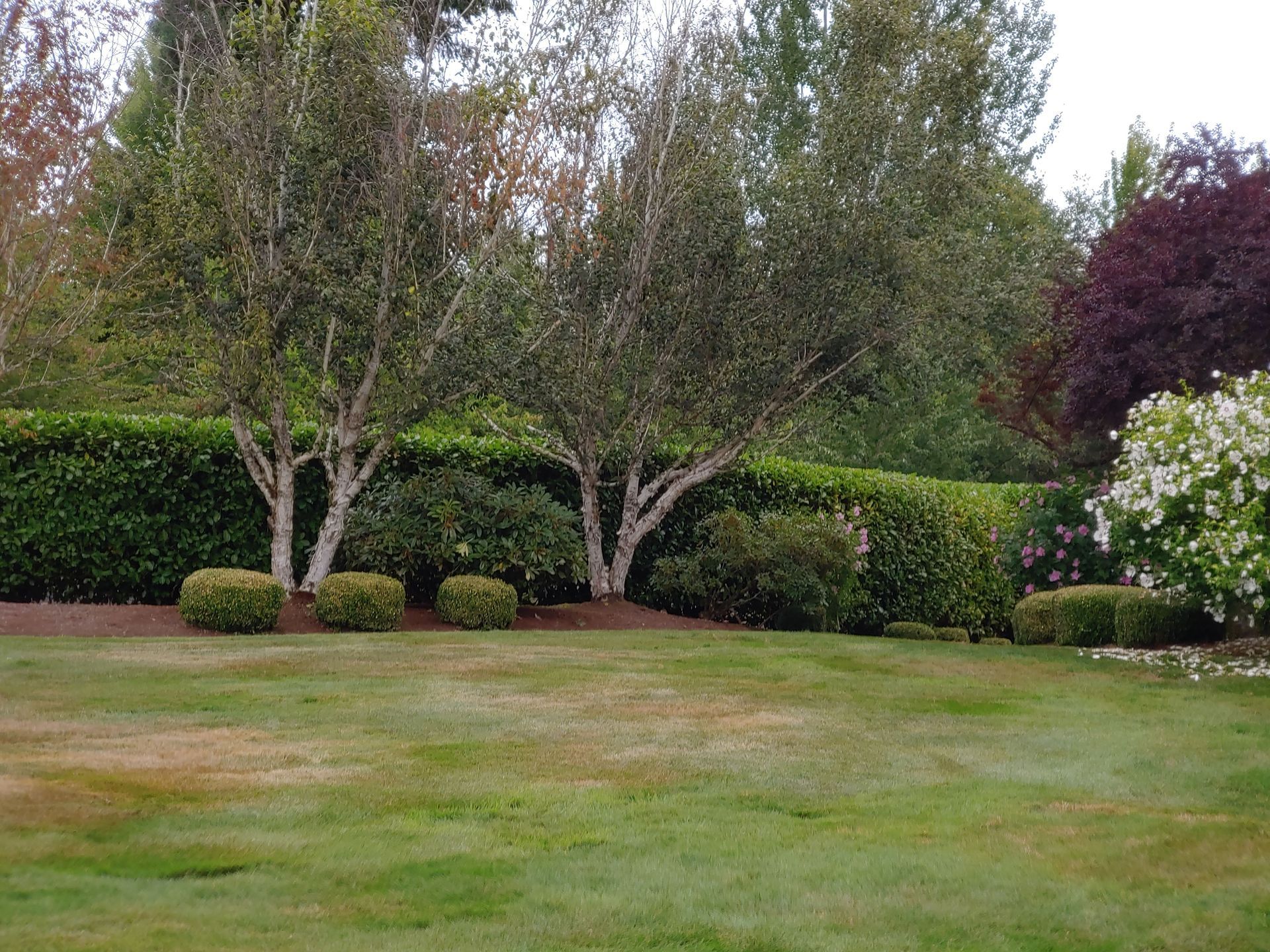 A lush green lawn with trees and bushes in the background