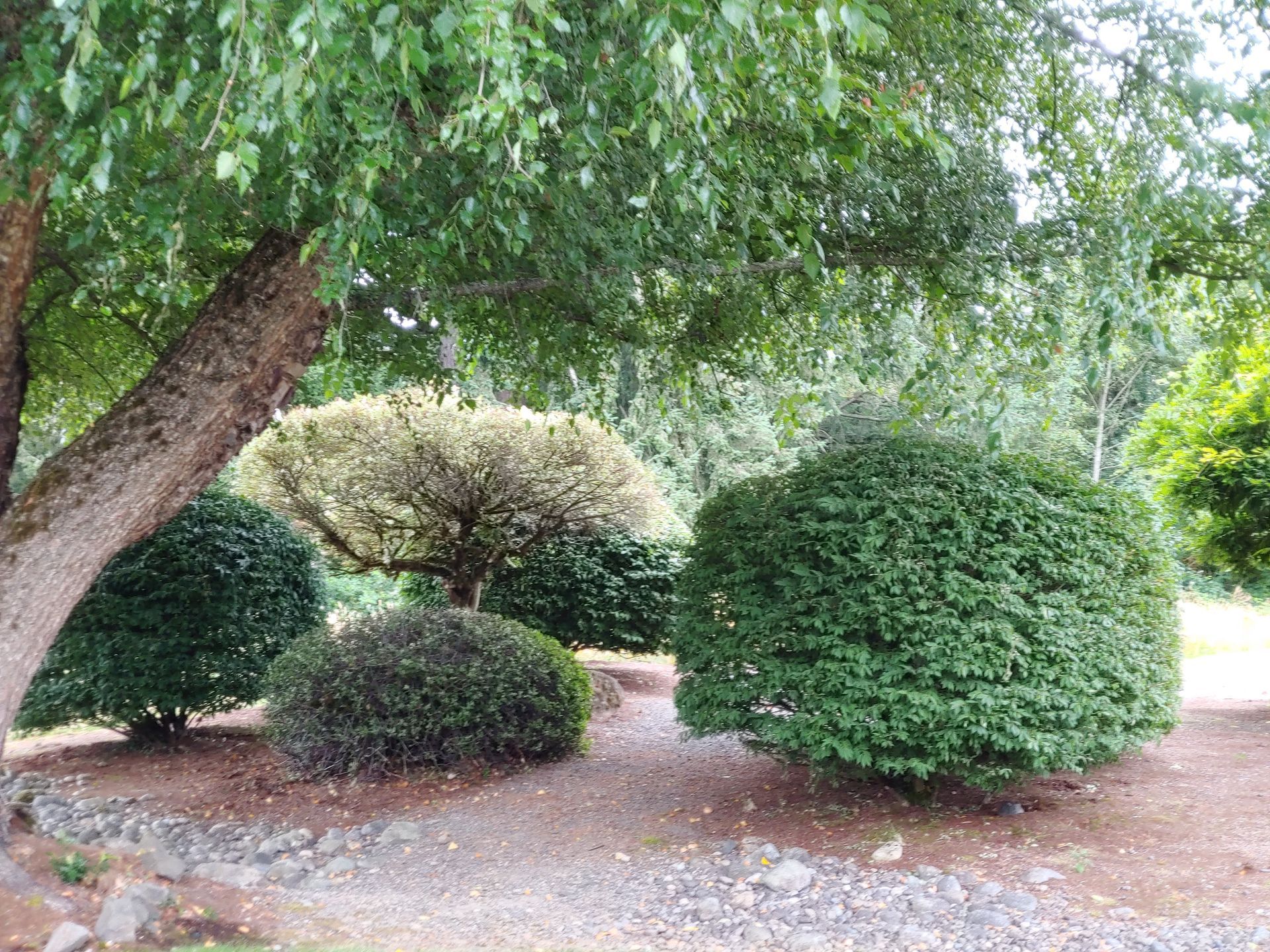 A tree with lots of leaves is surrounded by bushes and shrubs.