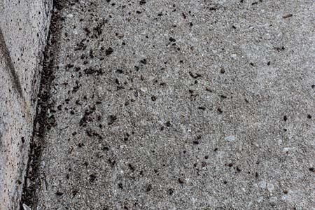A close up of a concrete surface with black ants on it.