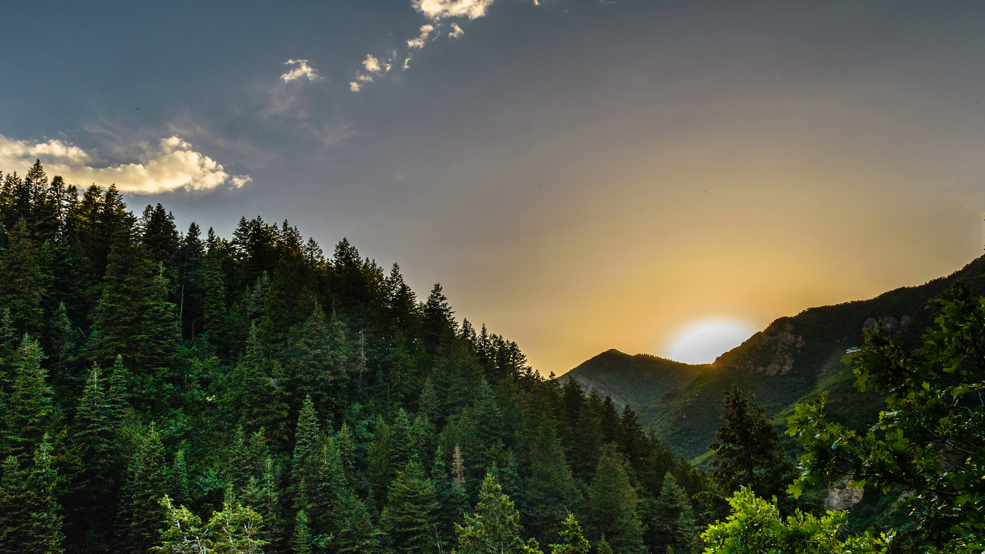 Forest of green trees with the setting sun shining through the mountains.