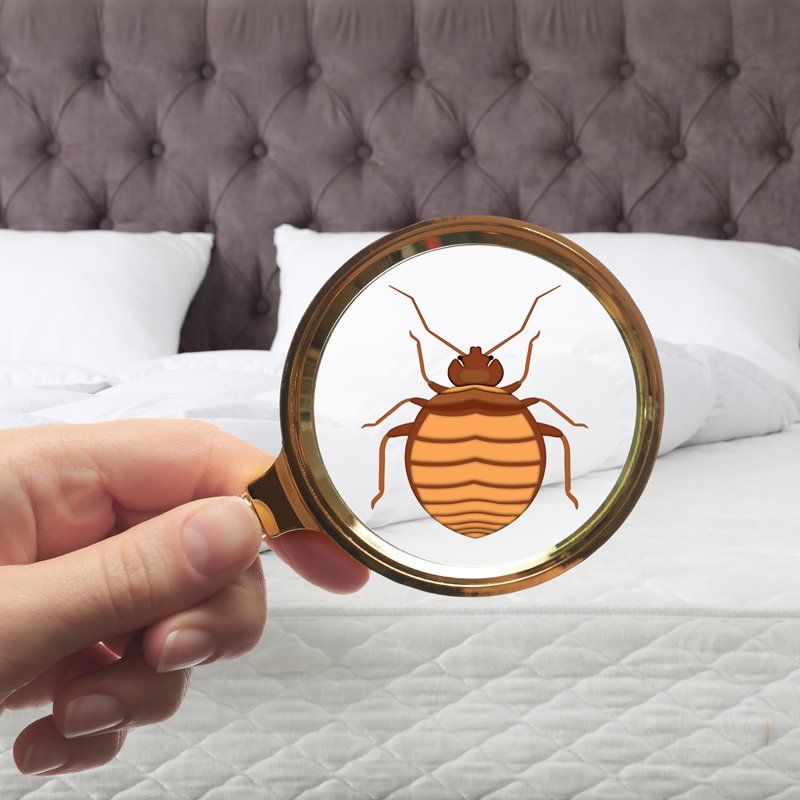 Bed Bug Detection - GotchA! Bed Bug Inspectors