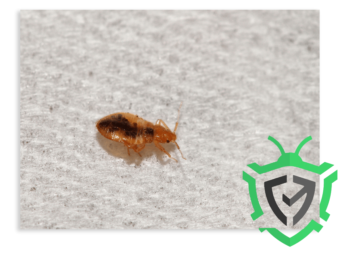 Single Bed Bug