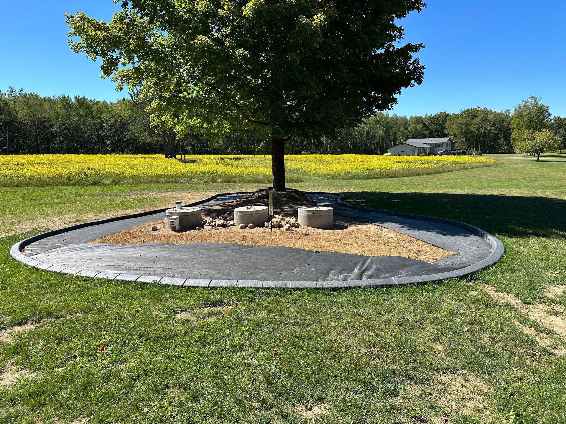 Young tree in a circular mulch bed with rocks, surrounded by grass in a sunny field