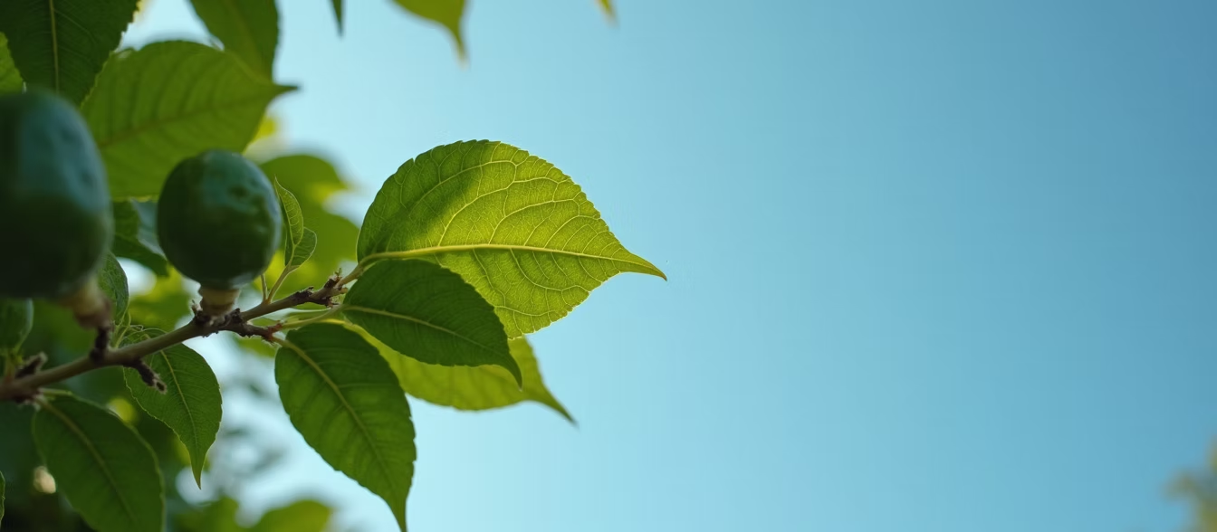 A tree branch with green leaves and fruit against a blue sky.