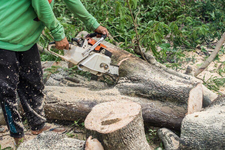 Tree Removal Services in New Port Richey, Fl
