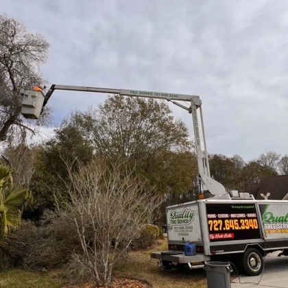 Tree Removal Services in New Port Richey, Fl