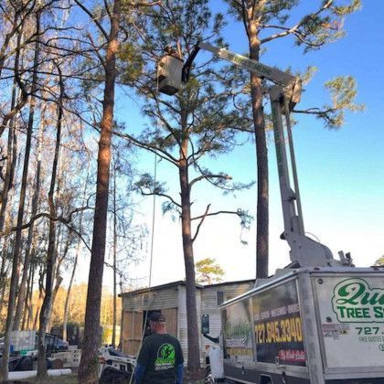 Tree trimming Services in New Port Richey, Fl