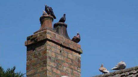 Pigeon on the Chimney — Philadelphia, PA — A &A Chimney Sweep