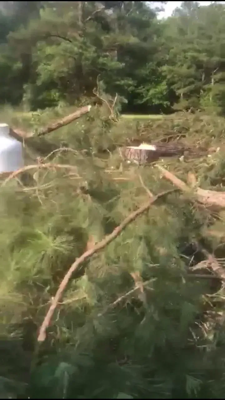 A bunch of branches are laying on the ground in the woods.