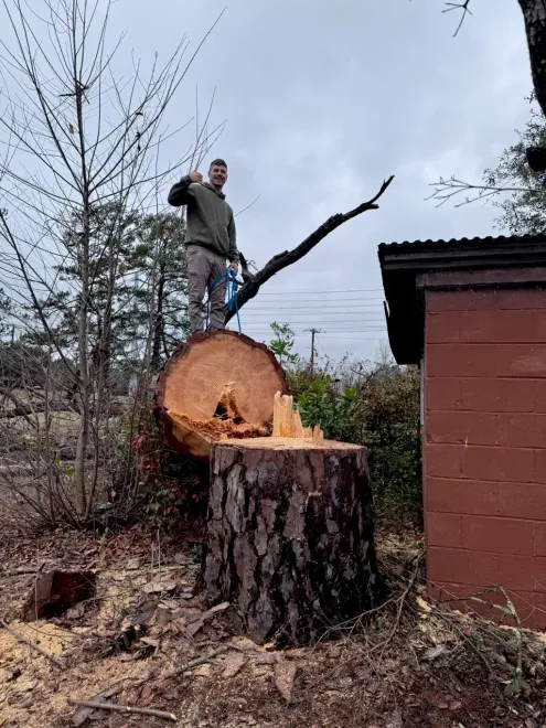 A man is standing on top of a tree stump with a chainsaw.