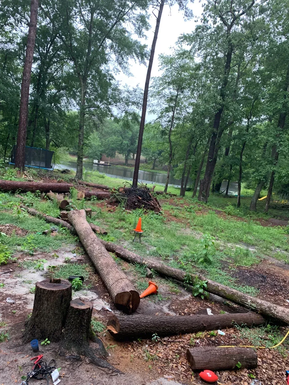A lot of logs are laying on the ground in the woods.